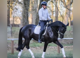 Hannoveraner, Hengst, Fohlen (03/2026), 170 cm, Rappe