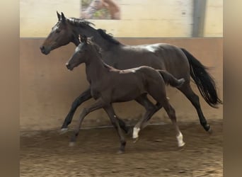 Hannoveraner, Hengst, Fohlen (05/2026), 170 cm, Rappe