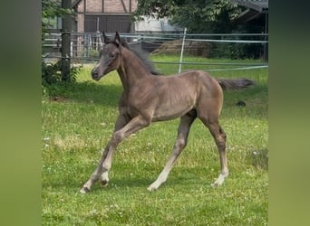 Hannoveraner, Hengst, , 170 cm, Rappe
