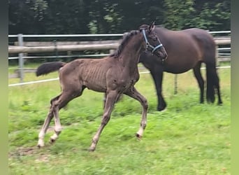 Hannoveraner, Hengst, , 170 cm, Rappe