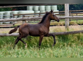 Hannoveraner, Hengst, , 170 cm, Rappe
