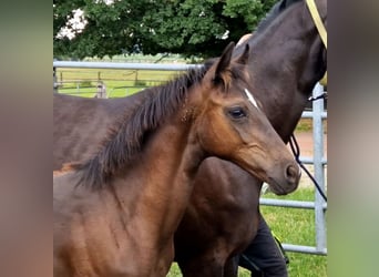 Hannoveraner, Hengst, , 170 cm, Rappe