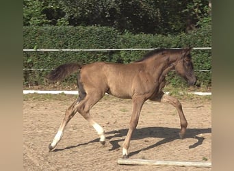 Hannoveraner, Hengst, Fohlen (05/2026), 170 cm, Rappe