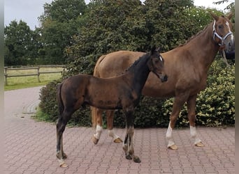 Hannoveraner, Hengst, Fohlen (06/2026), 170 cm, Schwarzbrauner