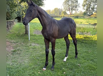 Hannoveraner, Hengst, Fohlen (04/2026), 171 cm, Rappe