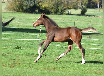 Hannoveraner, Hengst, Fohlen (07/2025), 172 cm, Brauner