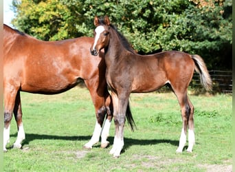 Hannoveraner, Hengst, Fohlen (07/2025), 172 cm, Brauner