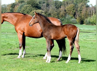 Hannoveraner, Hengst, Fohlen (07/2025), 172 cm, Brauner