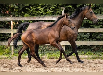 Hannoveraner, Hengst, Fohlen (04/2025), 172 cm