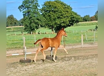 Hannoveraner, Hengst, Fohlen (05/2026), 172 cm, Fuchs