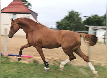 Hannoveraner, Hengst, , 172 cm, Fuchs