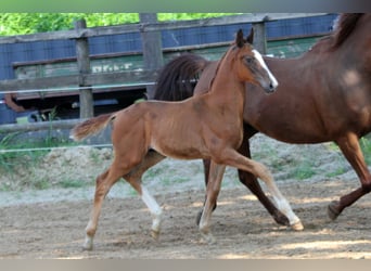 Hannoveraner, Hengst, Fohlen (05/2025), 172 cm, Fuchs