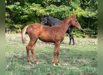 Hannoveraner, Hengst, Fohlen (04/2025), 172 cm, Fuchs
