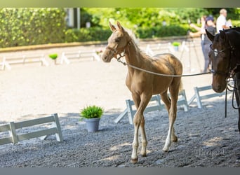 Hannoveraner, Hengst, Fohlen (03/2025), 172 cm, Palomino