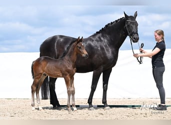 Hannoveraner, Hengst, Fohlen (04/2026), 172 cm, Schwarzbrauner