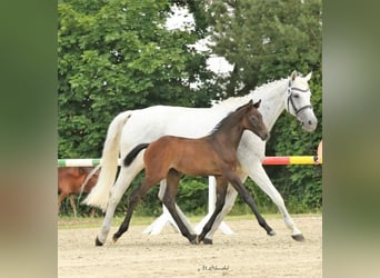 Hannoveraner, Hengst, Fohlen (04/2023), 173 cm, Apfelschimmel