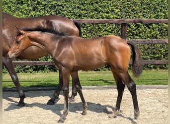 Hannoveraner, Hengst, Fohlen (03/2026), 173 cm, Brauner