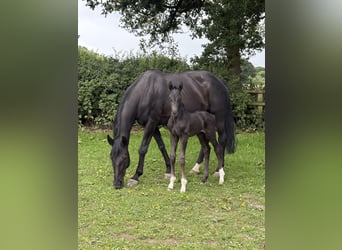 Hannoveraner, Hengst, , 173 cm, Rappe
