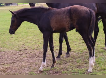 Hannoveraner, Hengst, Fohlen (04/2025), 173 cm, Rappe