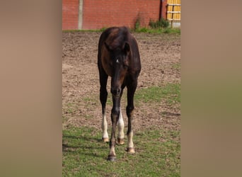 Hannoveraner, Hengst, Fohlen (04/2025), 173 cm, Rappe