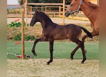 Hannoveraner, Hengst, Fohlen (05/2026), 173 cm, Schwarzbrauner