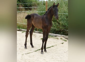 Hannoveraner, Hengst, Fohlen (05/2026), 173 cm, Schwarzbrauner