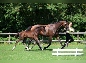 Hannoveraner, Hengst, Fohlen (03/2026), 174 cm, Brauner