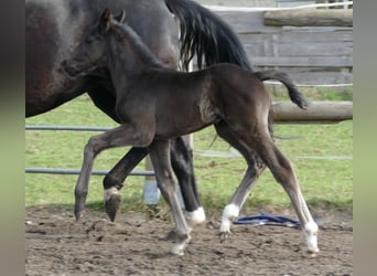 Hannoveraner, Hengst, Fohlen (03/2026), 174 cm, Rappe