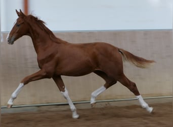 Hannoveraner, Hengst, Fohlen (03/2026), 175 cm, Fuchs