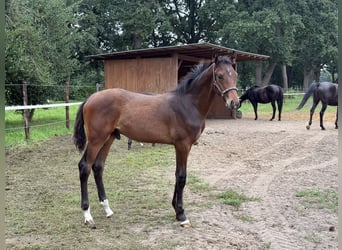 Hannoveraner, Hengst, Fohlen (04/2025)