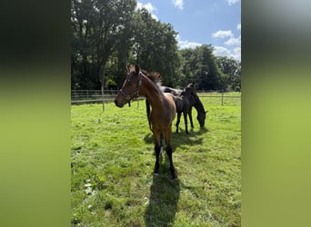 Hannoveraner, Hengst, Fohlen (04/2025)