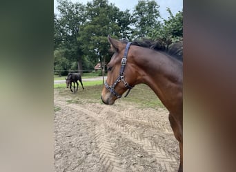 Hannoveraner, Hengst, Fohlen (04/2025)