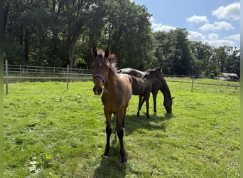 Hannoveraner, Hengst, Fohlen (04/2025)