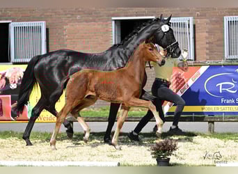 Hannoveraner, Hengst, Fohlen (03/2025), Brauner