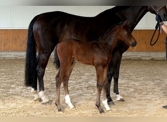 Hannoveraner, Hengst, Fohlen (01/2026), Brauner