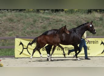 Hannoveraner, Hengst, Fohlen (04/2025), Brauner