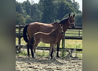 Hannoveraner, Hengst, Fohlen (06/2025), Brauner