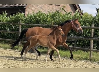Hannoveraner, Hengst, Fohlen (06/2025), Brauner