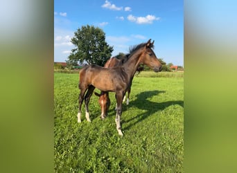 Hannoveraner, Hengst, Fohlen (04/2025), Brauner