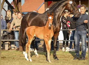 Hannoveraner, Hengst, Fohlen (05/2025), Brauner