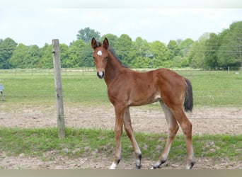 Hannoveraner, Hengst, Fohlen (04/2024), Brauner