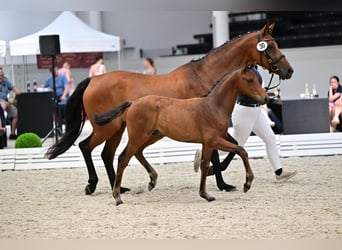 Hannoveraner, Hengst, Fohlen (04/2026), Brauner