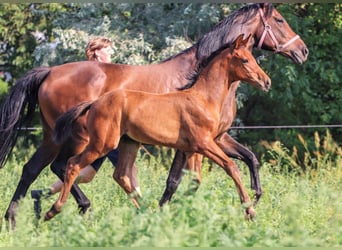 Hannoveraner, Hengst, Fohlen (06/2023), Brauner