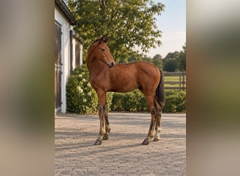 Hannoveraner, Hengst, Fohlen (05/2026), Brauner
