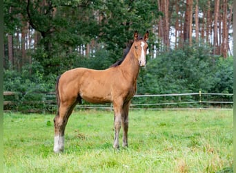 Hannoveraner, Hengst, Fohlen (05/2024), Brauner