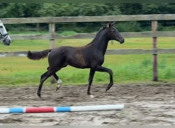 Hannoveraner, Hengst, Fohlen (05/2026), Brauner