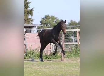 Hannoveraner, Hengst, Fohlen (05/2025), Brauner