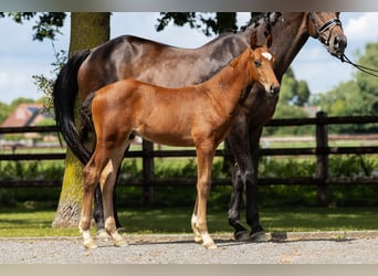 Hannoveraner, Hengst, Fohlen (06/2025), Brauner