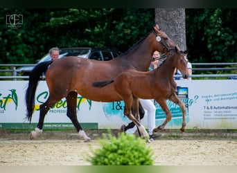 Hannoveraner, Hengst, Fohlen (04/2026), Brauner