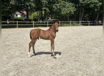 Hannoveraner, Hengst, Fohlen (05/2026), Brauner